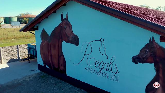 Presentazione Regalis Arabians